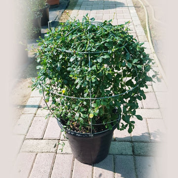 Ehretia Ball-Shaped